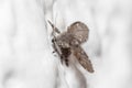 Clogmia albipunctata posed on a white wall