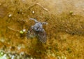 Clogmia sp. - small fly with fluffy wings and long mustache Royalty Free Stock Photo