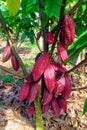 Clonal cocoa tree with high production of purple fruits in a field in the Amazon rainforest.