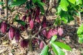 Clonal cocoa tree with high production of purple fruits in a field in the Amazon rainforest.