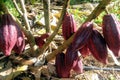 Clonal cocoa tree with high production of purple fruits in a field in the Amazon rainforest.