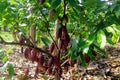 Clonal cocoa tree with high production of purple fruits in a field in the Amazon rainforest.