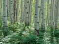 Clonal Colony Of Aspen