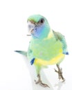Clonclurry Parakeet