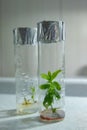 Cloned decorative micro plants in test tubes with nutrient medium. Micropropagation technology in vitro Royalty Free Stock Photo