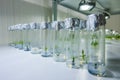 Cloned decorative micro plants in test tubes with nutrient medium. Micropropagation technology in vitro Royalty Free Stock Photo