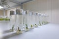 Cloned decorative micro plants in test tubes with nutrient medium. Micropropagation technology in vitro Royalty Free Stock Photo