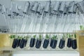 Cloned micro plants in test tubes with nutrient medium. Micropropagation technology in vitro Royalty Free Stock Photo