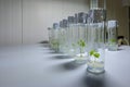 Cloned decorative micro plants in test tubes with nutrient medium. Micropropagation technology in vitro Royalty Free Stock Photo