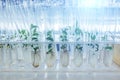 Cloned micro plants in test tubes with nutrient medium. Micropropagation technology in vitro Royalty Free Stock Photo