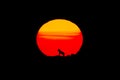 Cloned iberian wolf with huge sun at sunrise