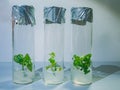 Cloned micro plants in test tubes with nutrient medium. Micropropagation technology in vitro