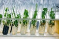 Cloned micro plants in test tubes with nutrient medium. Micropropagation technology in vitro Royalty Free Stock Photo