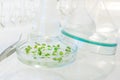 Cloned plants in science lab Royalty Free Stock Photo