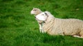 Cloned sheep Royalty Free Stock Photo