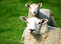 Cloned sheep Royalty Free Stock Photo