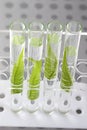 Cloning plants in test tubes Royalty Free Stock Photo