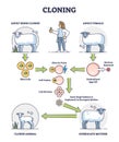 Cloning process explanation with adult sheep creation stages outline diagram