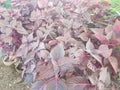 Clonus color fully leaves cover garden Royalty Free Stock Photo