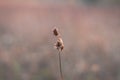 A clopse up picture of a culm. Brown background, gras, naure details, autumn , fauna Royalty Free Stock Photo