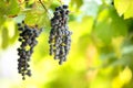 Clopse up of ripening grape fruit on vine branches in summer garden Royalty Free Stock Photo