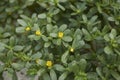 Clos up flowers and leaves of Portulaca oleracea p