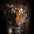 Close adult tiger portrait. Animal on dark background Royalty Free Stock Photo