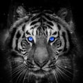 Close adult tiger portrait with blue eye. Animal on dark background Royalty Free Stock Photo