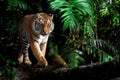 Close adult tiger portrait in jungle