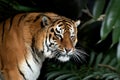 Close adult tiger portrait in jungle