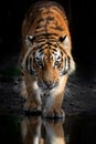 Close adult tiger portrait reflection in water on dark background