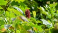 Alpinia Purpurata red ginger flowering plant Royalty Free Stock Photo