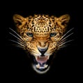 Close angry Leopard portrait on dark Royalty Free Stock Photo
