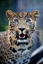 Close angry leopard portrait