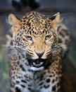 Close angry leopard portrait