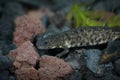 Close of an aquatic juvenile Spanish ribbed newt, Pleurodeles waltl Royalty Free Stock Photo