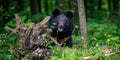 Close Asiatic black bear in summer forest. Wildlife scene from nature Royalty Free Stock Photo