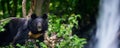 Asiatic black bear (Ursus thibetanus) in summer forest with waterfall.. Wildlife scene from nature Royalty Free Stock Photo