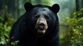 Close Asiatic black bear Ursus thibetanus in summer forest. Wildlife scene from nature Royalty Free Stock Photo