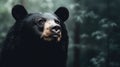 Close Asiatic black bear Ursus thibetanus in summer forest. Wildlife scene from nature Royalty Free Stock Photo