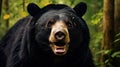 Close Asiatic black bear Ursus thibetanus in summer forest. Wildlife scene from nature Royalty Free Stock Photo