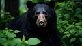 Close Asiatic black bear Ursus thibetanus in summer forest. Wildlife scene from nature Royalty Free Stock Photo