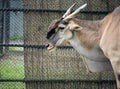 Close aup with an Eland Antelope Taurotragus oryx at the zoo. Wild animal locked behind wired fence Royalty Free Stock Photo