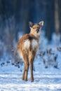 Close baby majestic red deer in winter forest. Cute wild mammal in natural environment