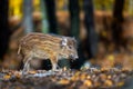 Close baby wild boar in autumn forest