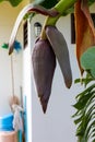 Close banana blossom. Royalty Free Stock Photo