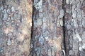 Close Bark sheet nature abstract background Royalty Free Stock Photo