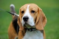 Close Beagle dog
