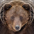 Close bear portrait