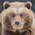 Close bear portrait Royalty Free Stock Photo